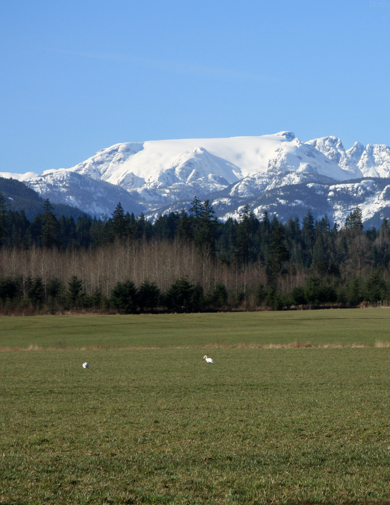 Comox Valley Glacier